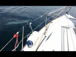 Delfines ria de vigo - paseo en velero privado